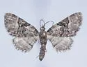 Eupithecia owenata - Hodges#7467 - photo 4