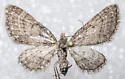 Small Pine Looper - Hodges#7449 - photo 4