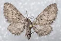 Small Pine Looper - Hodges#7449 - photo 5
