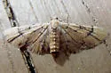 Peck's Pug Moth - Hodges#7453 - photo 3
