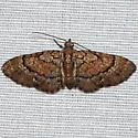 Peck's Pug Moth - Hodges#7453 - photo 4