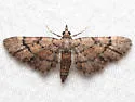 Peck's Pug Moth - Hodges#7453 - photo 5