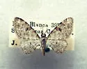 Eupithecia penablanca - Hodges#7605.2 - Eupithecia penablanca
