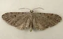 Eupithecia perfusca - Hodges#7540
