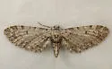 Eupithecia perfusca - Hodges#7540 - photo 2