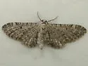 Eupithecia perfusca - Hodges#7540 - photo 4