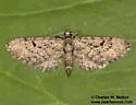 Eupithecia persimulata - Hodges#7507 - photo 2