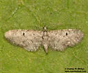 Eupithecia persimulata - Hodges#7507 - photo 4