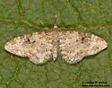 Eupithecia phyllisae - Hodges#7560 - photo 3