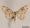 Eupithecia phyllisae - Hodges#7560 - photo 4
