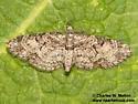 Eupithecia piccata - Hodges#7502 - Eupithecia piccata