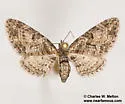 Eupithecia piccata - Hodges#7502 - photo 2