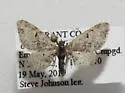 Eupithecia pinata - Hodges#7558 - Eupithecia pinata