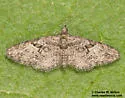 Eupithecia pinata - Hodges#7558 - photo 2