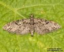 Eupithecia pinata - Hodges#7558 - photo 4