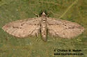 Eupithecia placidata - Hodges#7471