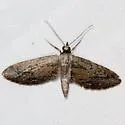 Eupithecia placidata - Hodges#7471 - photo 2