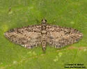 Eupithecia placidata - Hodges#7471 - photo 3