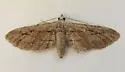 Eupithecia placidata - Hodges#7471 - photo 4