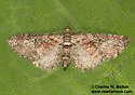 Eupithecia pretansata - Hodges#7503