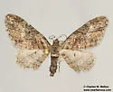 Eupithecia pretansata - Hodges#7503 - photo 2