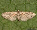 Eupithecia pretansata - Hodges#7503 - photo 4