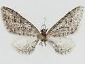 Eupithecia prostrata - Hodges#7506