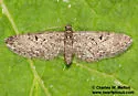 Eupithecia prostrata - Hodges#7506 - photo 2