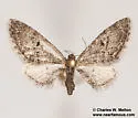 Eupithecia prostrata - Hodges#7506 - photo 3