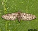 Eupithecia prostrata - Hodges#7506 - photo 4