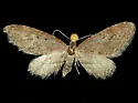 Eupithecia purpurissata - Hodges#7579 - Eupithecia purpurissata