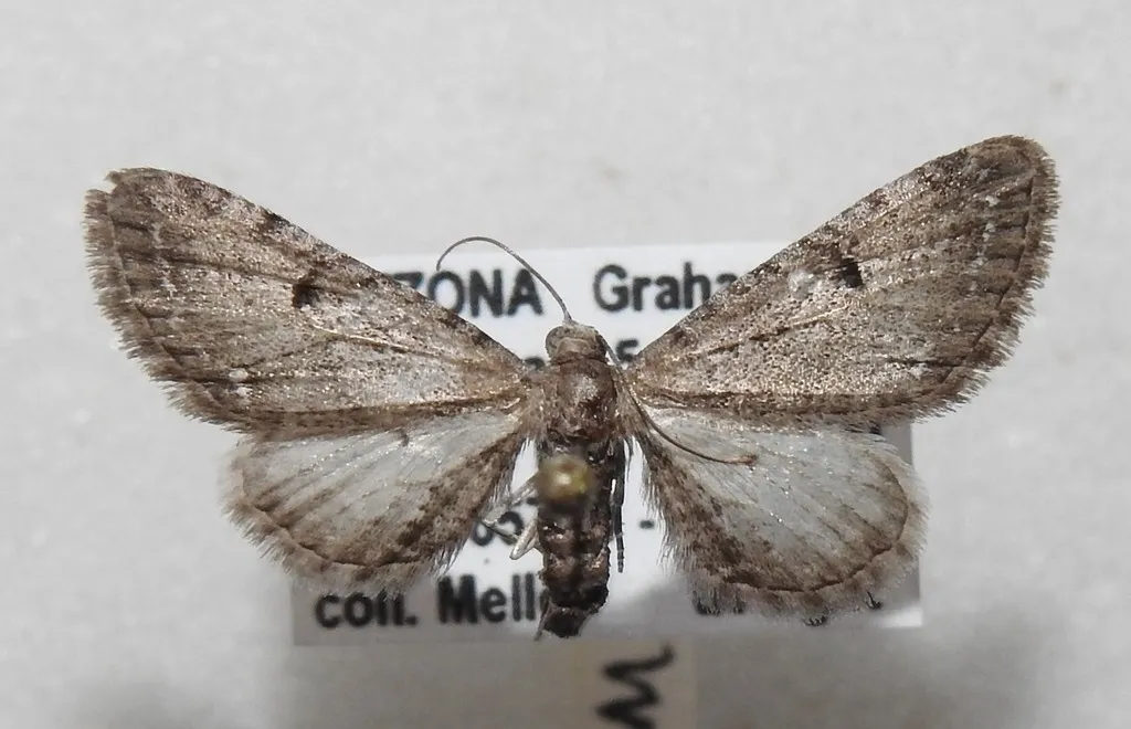 Eupithecia quakerata - Hodges#7499 - photo 2