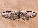 Tawny Eupithecia - Hodges#7605 - photo 2