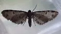 Tawny Eupithecia - Hodges#7605 - photo 4