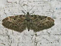 Eupithecia rotundopuncta - Hodges#7496 - Eupithecia rotundopuncta