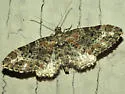 Eupithecia rotundopuncta - Hodges#7496 - photo 4