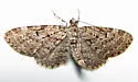 Eupithecia russeliata - Hodges#7526 - Eupithecia russeliata