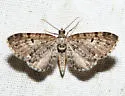 Eupithecia russeliata - Hodges#7526 - photo 2