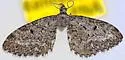 Eupithecia russeliata - Hodges#7526 - photo 4