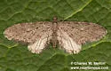 Eupithecia scabrogata - Hodges#7583 - photo 2
