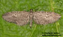 Eupithecia scabrogata - Hodges#7583 - photo 4
