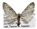 Eupithecia segregata - Hodges#7557 - Eupithecia segregata