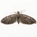 Eupithecia segregata - Hodges#7557 - photo 3