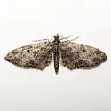 Eupithecia segregata - Hodges#7557 - photo 4