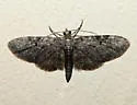 Eupithecia sharronata - Hodges#7537.1 - Eupithecia sharronata