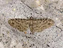 Eupithecia sharronata - Hodges#7537.1 - photo 2