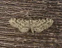 Eupithecia sharronata - Hodges#7537.1 - photo 3