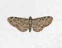 Eupithecia sharronata - Hodges#7537.1 - photo 4