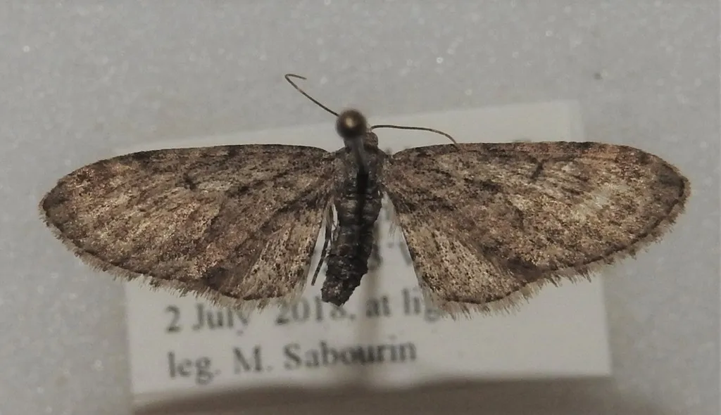 Eupithecia sheppardata - Hodges#7494 - photo 2