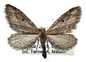 Eupithecia shirleyata - Hodges#7588 - Eupithecia shirleyata